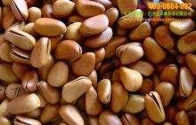 大量批發(fā)堅(jiān)果炒貨特級(jí)東北野生松子、開口松子原味松子(大顆粒)_松子_干果炒貨_產(chǎn)品庫(kù)_口口可休閑食品網(wǎng)_中國(guó)休閑食品貿(mào)易網(wǎng)站_中國(guó)休閑食品供應(yīng)商首選電子商務(wù)網(wǎng)站